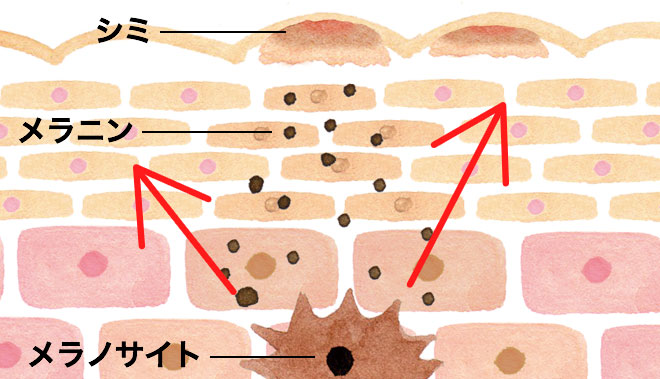 melanocytes-image