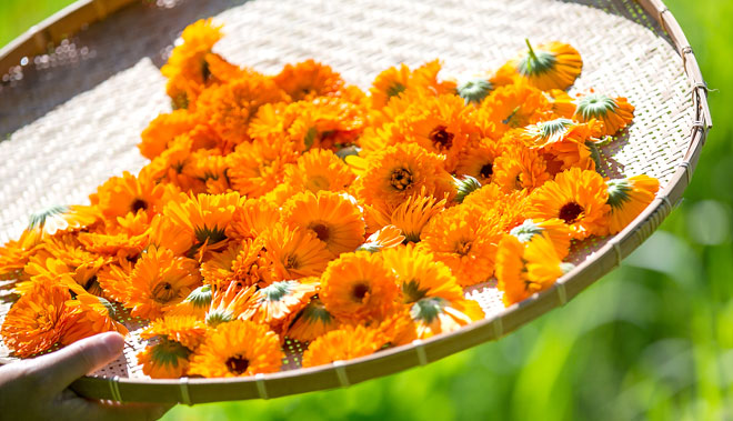 calendula-harvest-image